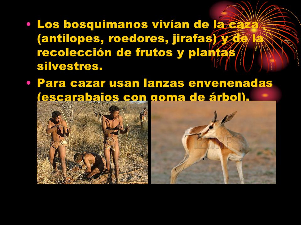 Los bosquimanos vivían de la caza (antílopes, roedores, jirafas) y de la recolección de frutos y plantas silvestres.