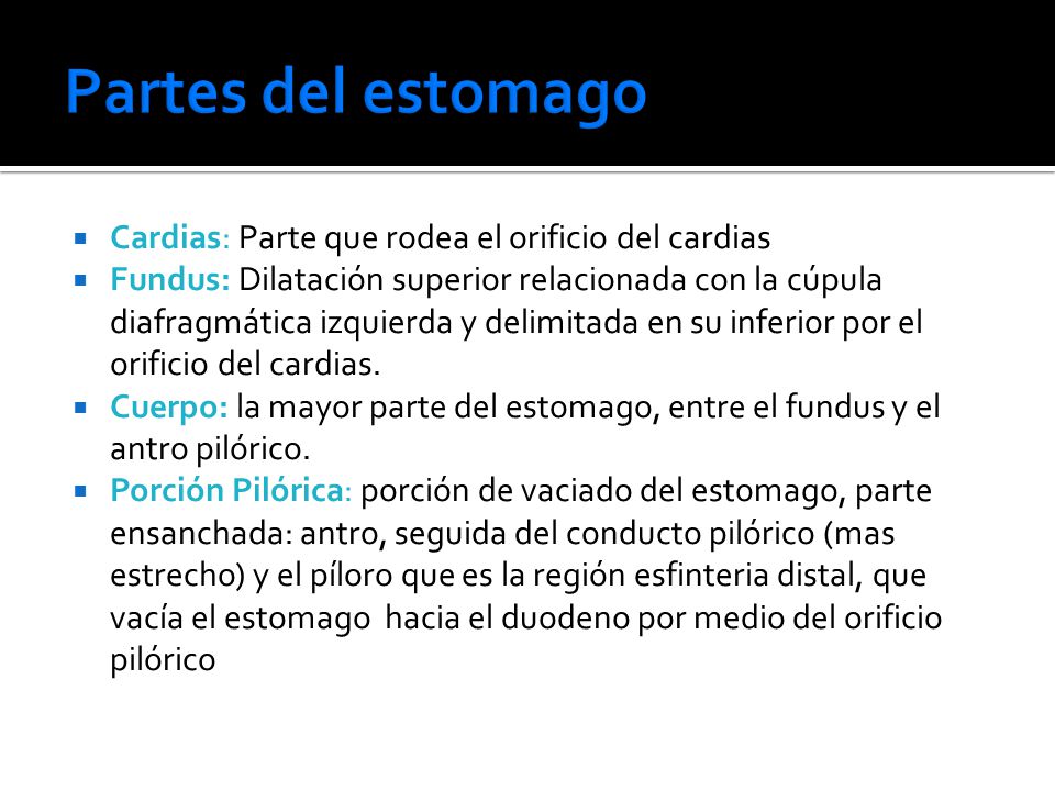 Partes del estomago Cardias: Parte que rodea el orificio del cardias