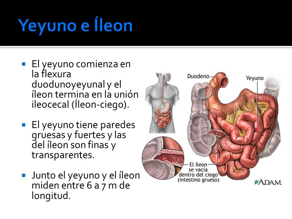 Yeyuno e Íleon El yeyuno comienza en la flexura duodunoyeyunal y el íleon termina en la unión ileocecal (Íleon-ciego).