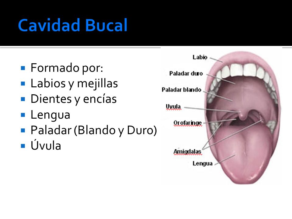 Cavidad Bucal Formado por: Labios y mejillas Dientes y encías Lengua