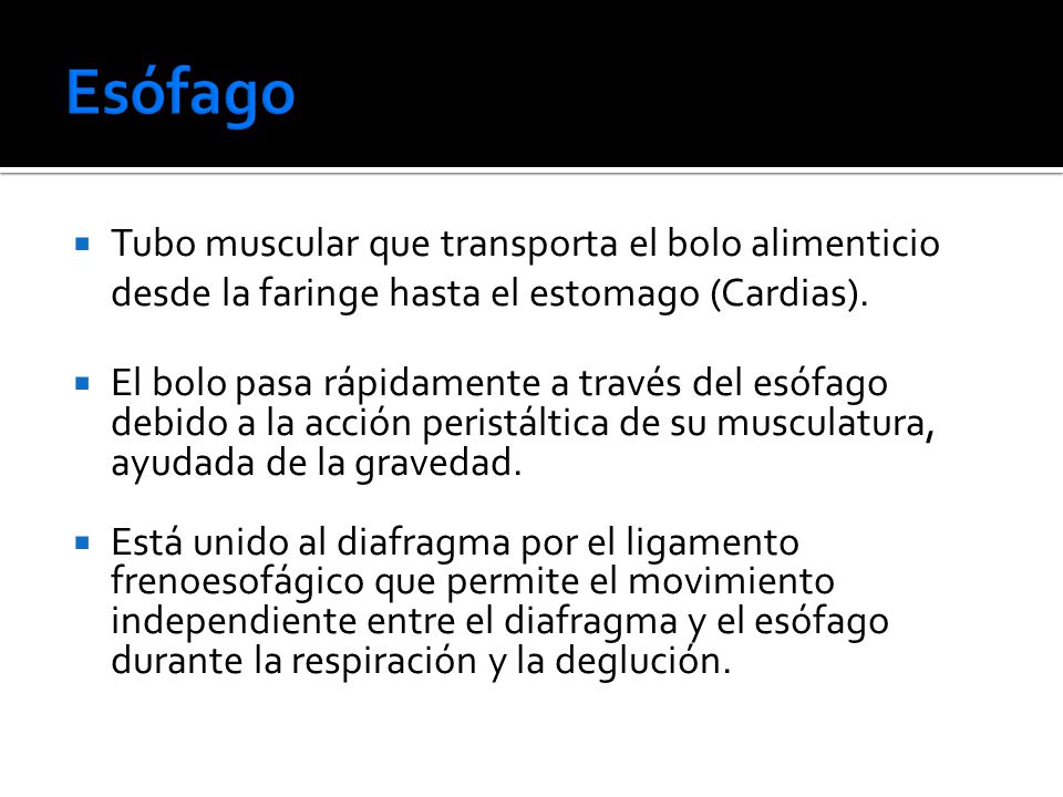 Esófago Tubo muscular que transporta el bolo alimenticio desde la faringe hasta el estomago (Cardias).