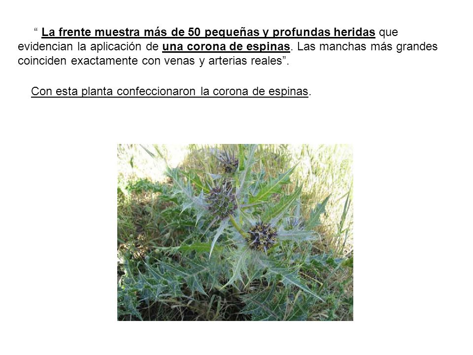 La frente muestra más de 50 pequeñas y profundas heridas que evidencian la aplicación de una corona de espinas.