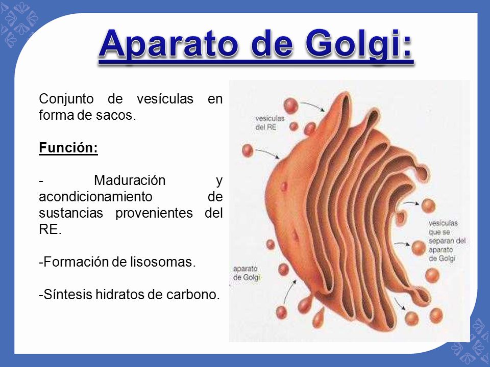 Aparato de Golgi: Conjunto de vesículas en forma de sacos. Función: