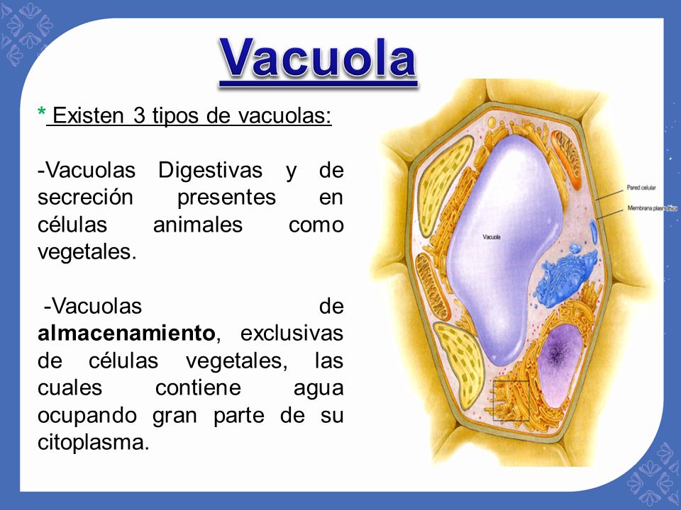 Vacuola * Existen 3 tipos de vacuolas: