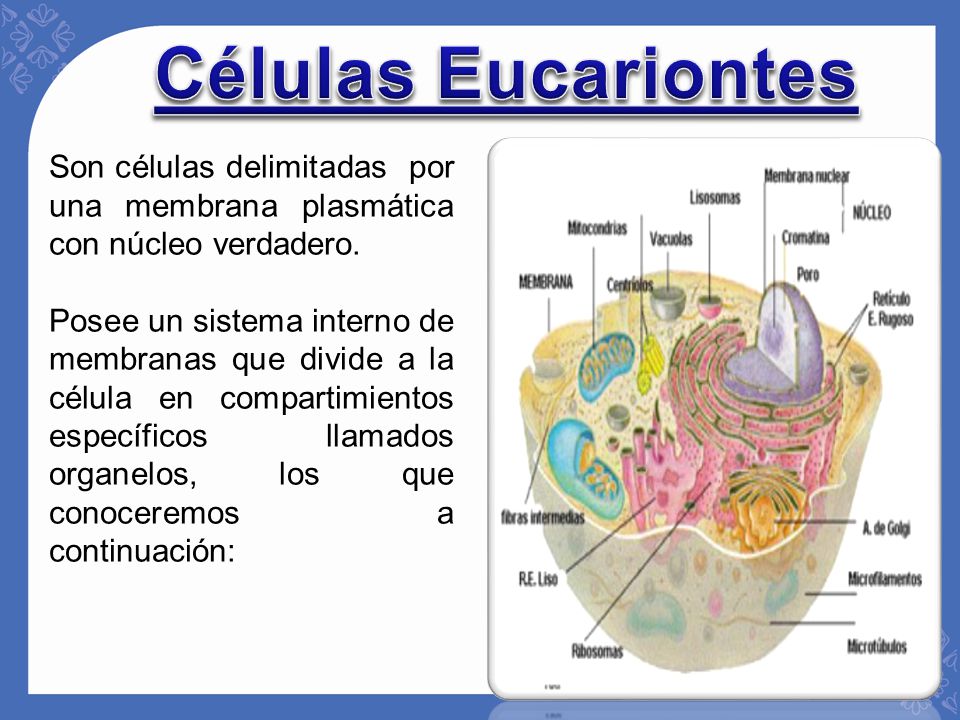 Células Eucariontes Son células delimitadas por una membrana plasmática con núcleo verdadero.