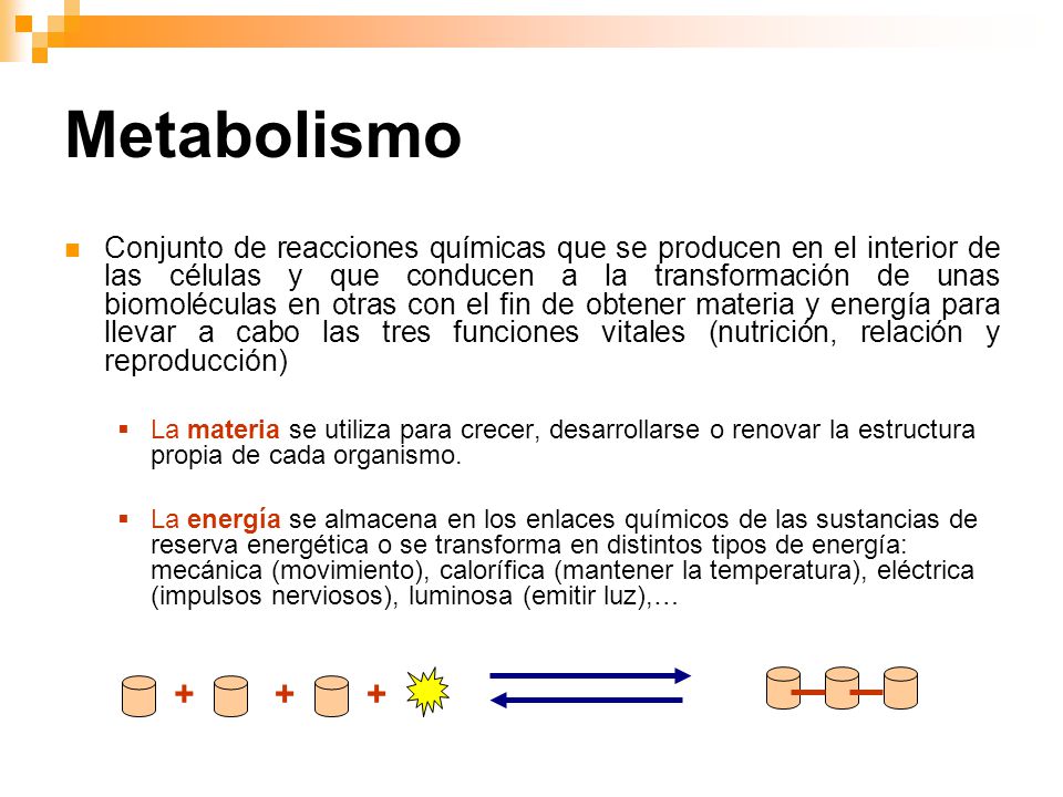 Metabolismo