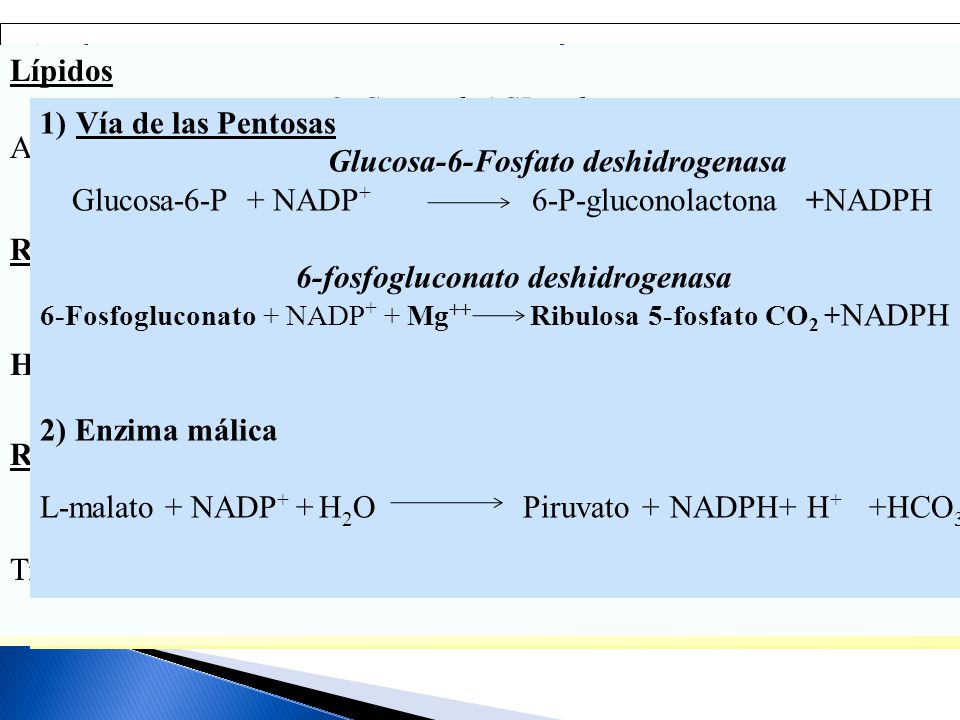 2) El NADPH es un agente reductor importante utilizado en rutas anabólicas.
