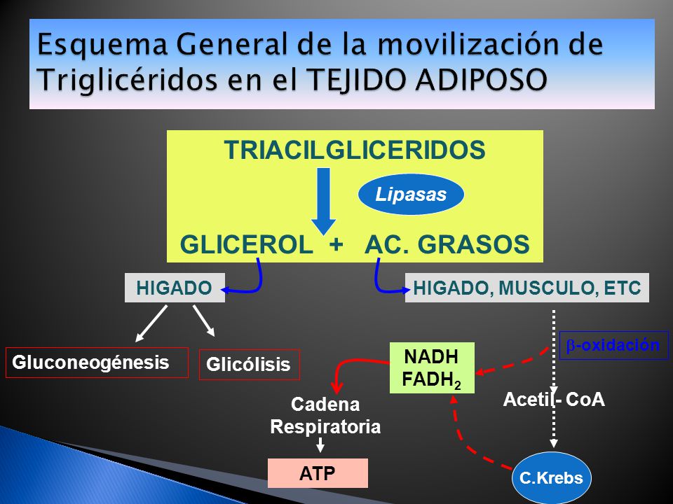 Esquema General de la movilización de Triglicéridos en el TEJIDO ADIPOSO
