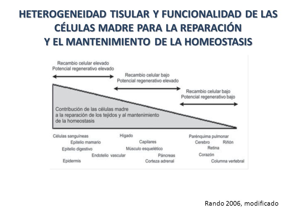 HETEROGENEIDAD TISULAR Y FUNCIONALIDAD DE LAS CÉLULAS MADRE PARA LA REPARACIÓN Y EL MANTENIMIENTO DE LA HOMEOSTASIS