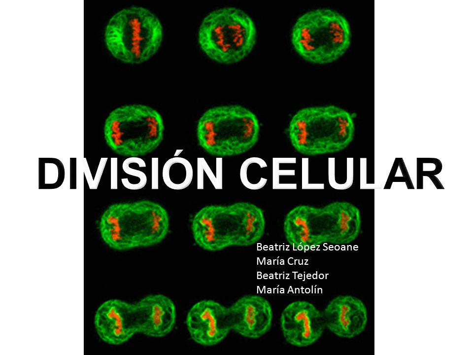 DIVISIÓN CELULAR Beatriz López Seoane María Cruz Beatriz Tejedor