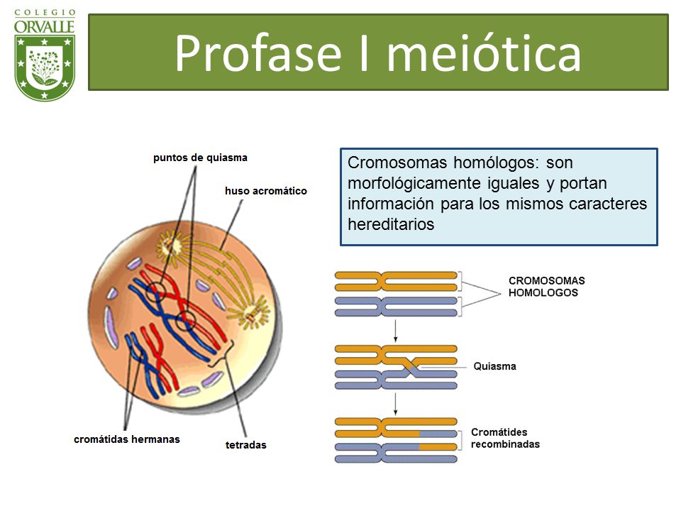 Profase I meiótica Cromosomas homólogos: son morfológicamente iguales y portan información para los mismos caracteres hereditarios.