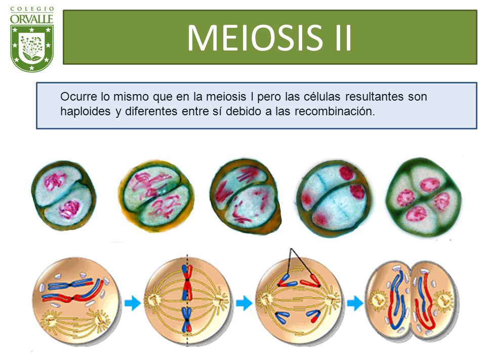 MEIOSIS II Ocurre lo mismo que en la meiosis I pero las células resultantes son haploides y diferentes entre sí debido a las recombinación.