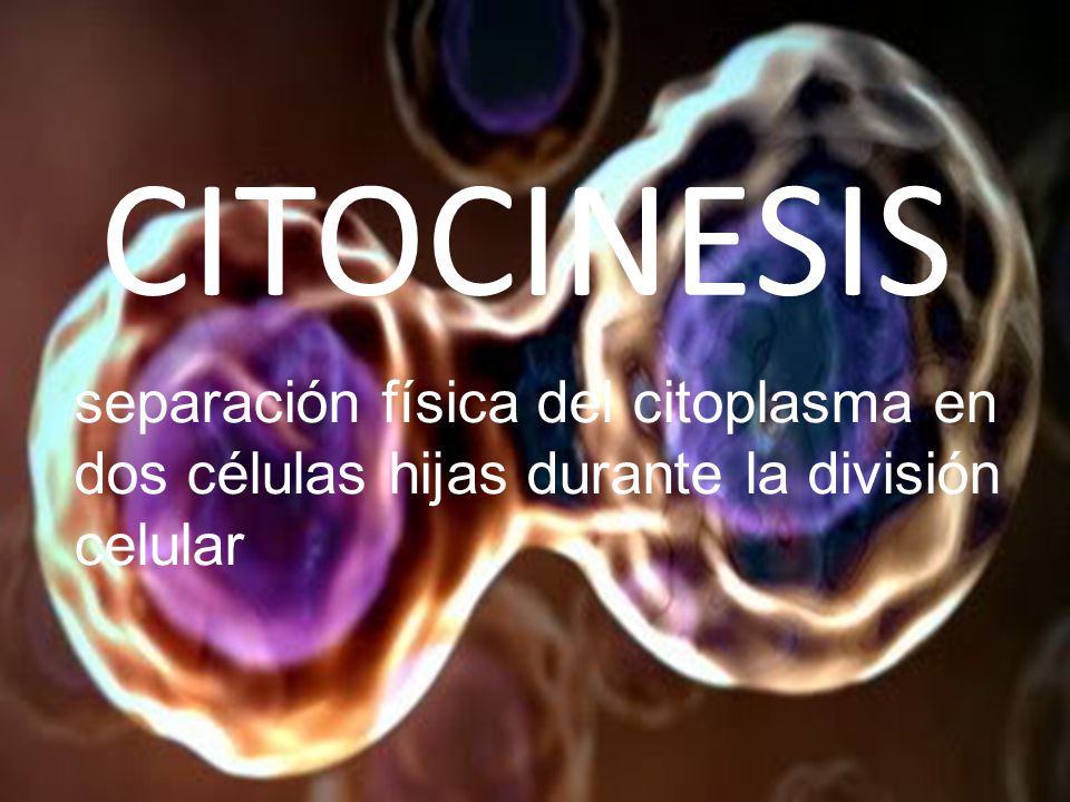 CITOCINESIS separación física del citoplasma en dos células hijas durante la división celular