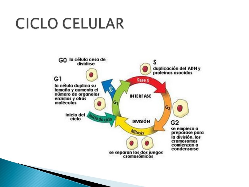 CICLO CELULAR