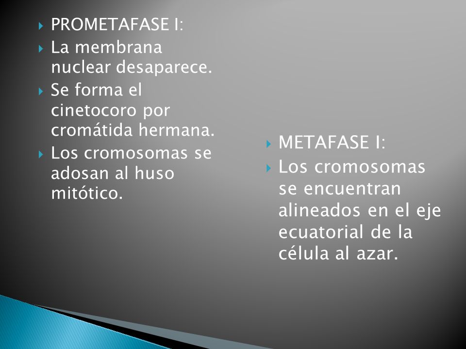 PROMETAFASE I: La membrana nuclear desaparece. Se forma el cinetocoro por cromátida hermana. Los cromosomas se adosan al huso mitótico.