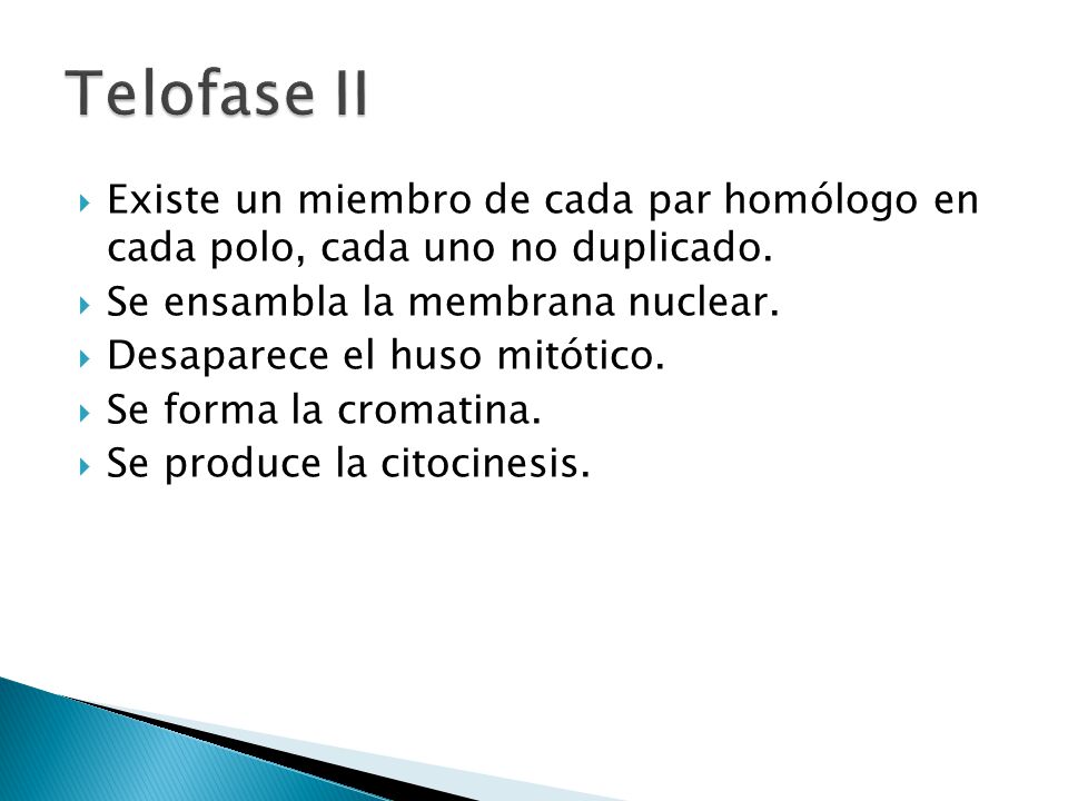 Telofase II Existe un miembro de cada par homólogo en cada polo, cada uno no duplicado. Se ensambla la membrana nuclear.