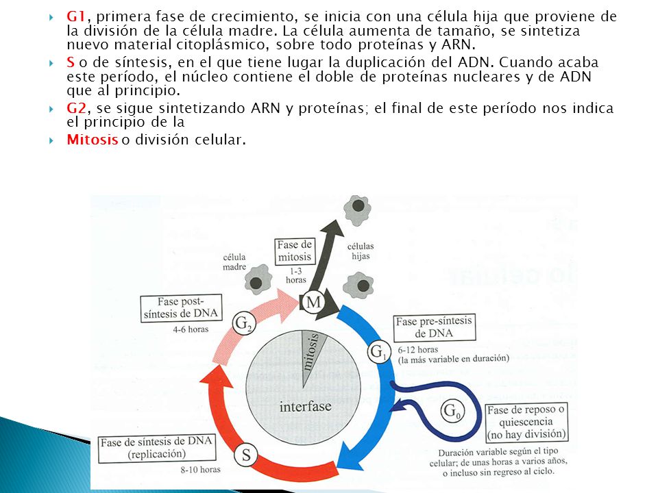 G1, primera fase de crecimiento, se inicia con una célula hija que proviene de la división de la célula madre. La célula aumenta de tamaño, se sintetiza nuevo material citoplásmico, sobre todo proteínas y ARN.