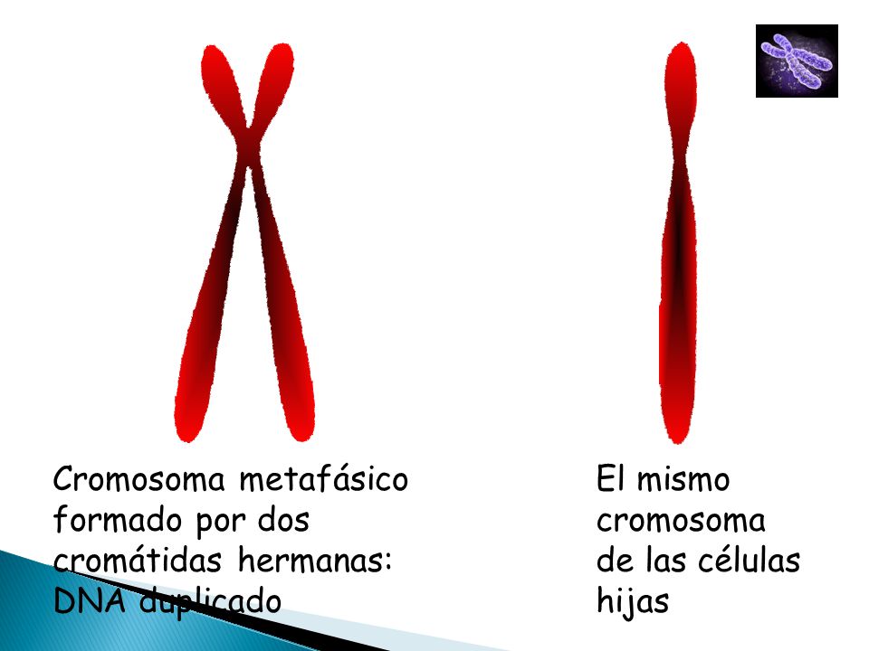 Cromosoma metafásico formado por dos. cromátidas hermanas: DNA duplicado.