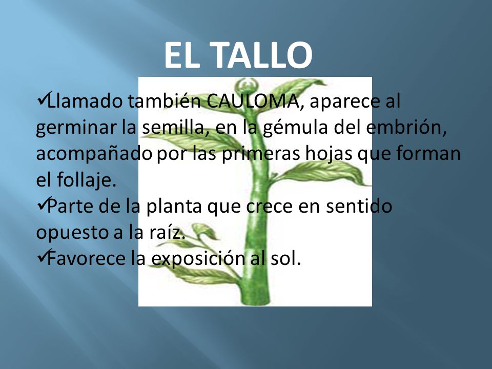 EL TALLO Llamado también CAULOMA, aparece al germinar la semilla, en la gémula del embrión, acompañado por las primeras hojas que forman el follaje.