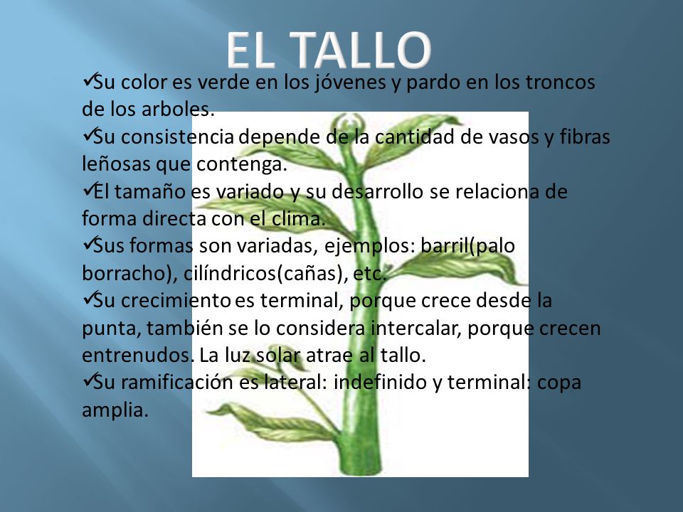EL TALLO Su color es verde en los jóvenes y pardo en los troncos de los arboles.