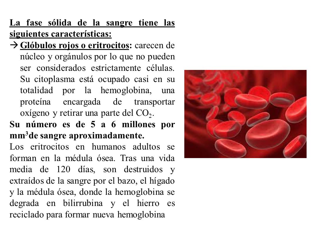 La fase sólida de la sangre tiene las siguientes características:
