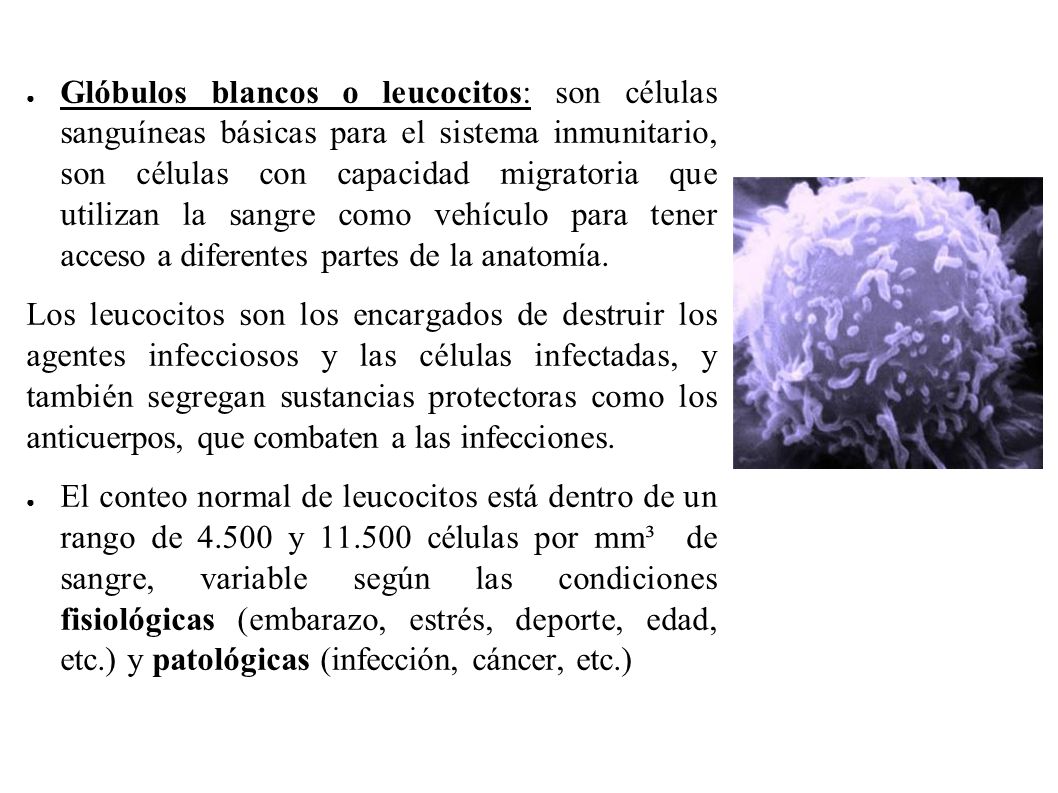 Glóbulos blancos o leucocitos: son células sanguíneas básicas para el sistema inmunitario, son células con capacidad migratoria que utilizan la sangre como vehículo para tener acceso a diferentes partes de la anatomía.