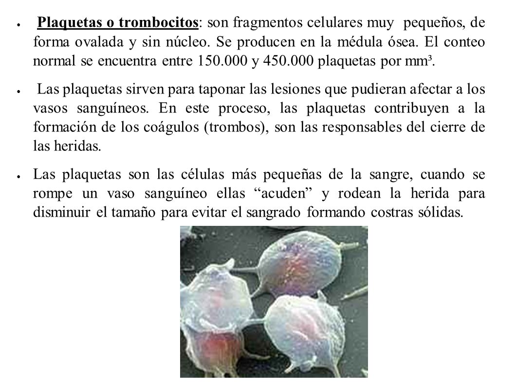 Plaquetas o trombocitos: son fragmentos celulares muy pequeños, de forma ovalada y sin núcleo. Se producen en la médula ósea. El conteo normal se encuentra entre y plaquetas por mm³.