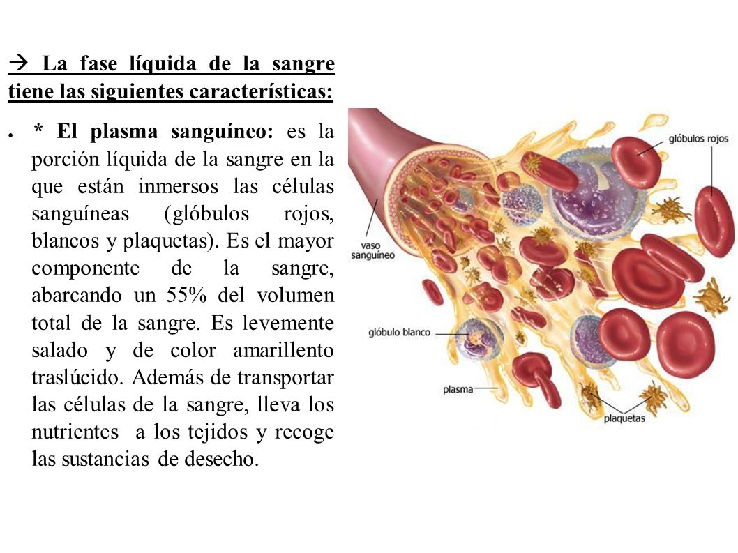  La fase líquida de la sangre tiene las siguientes características: