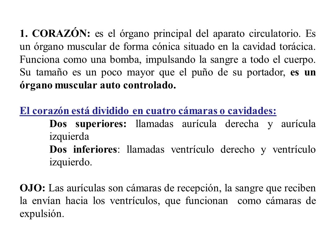 1. CORAZÓN: es el órgano principal del aparato circulatorio