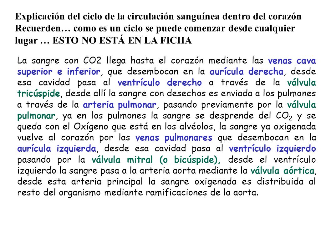 Explicación del ciclo de la circulación sanguínea dentro del corazón