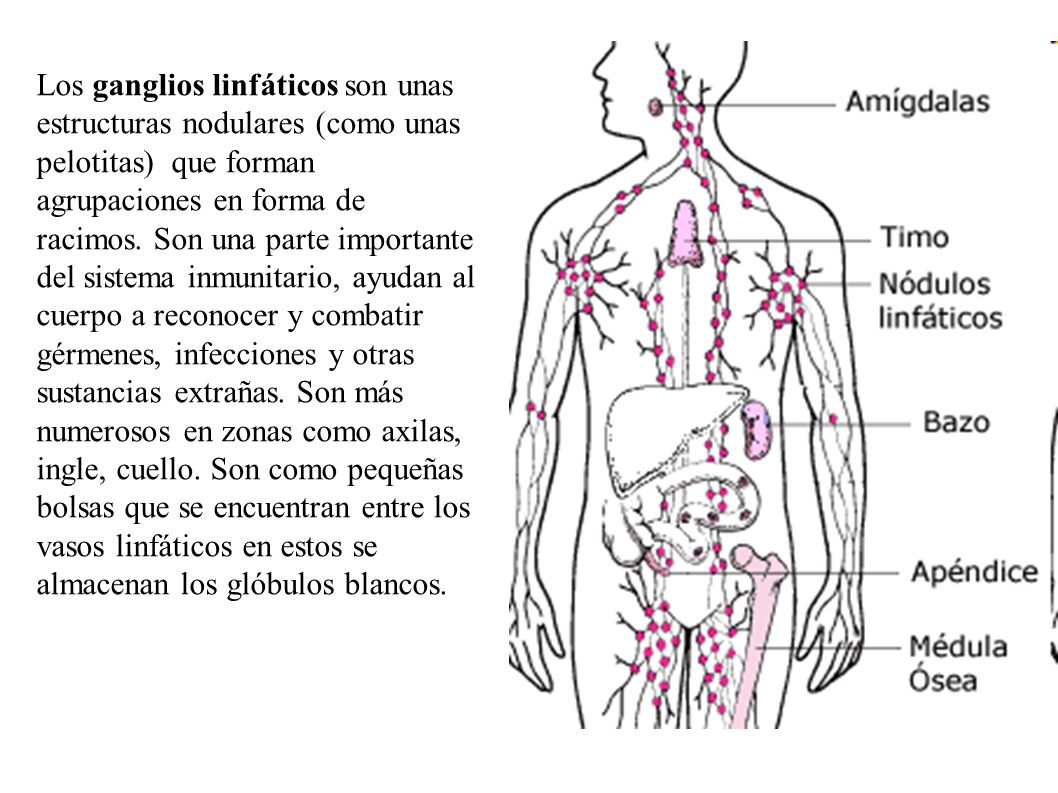 Los ganglios linfáticos son unas estructuras nodulares (como unas pelotitas) que forman agrupaciones en forma de racimos.