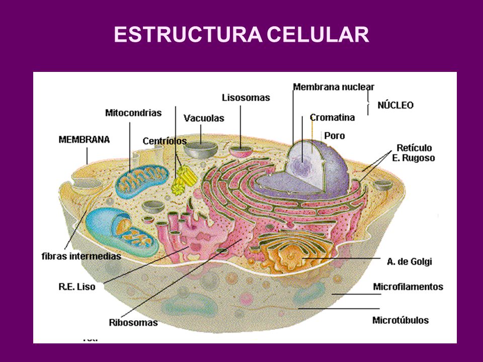 ESTRUCTURA CELULAR