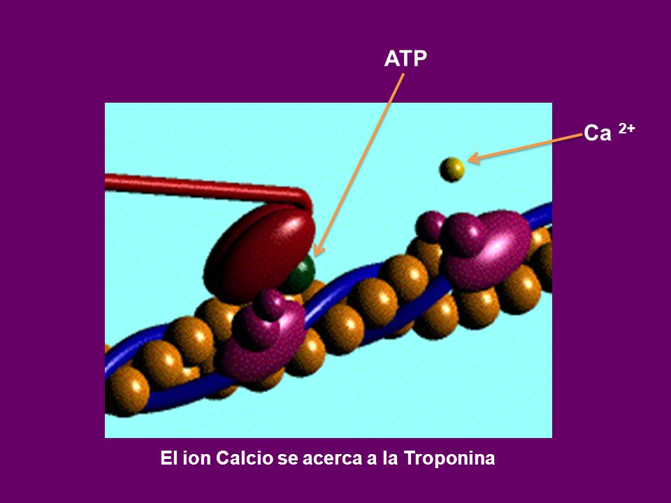 ATP Ca 2+ El ion Calcio se acerca a la Troponina