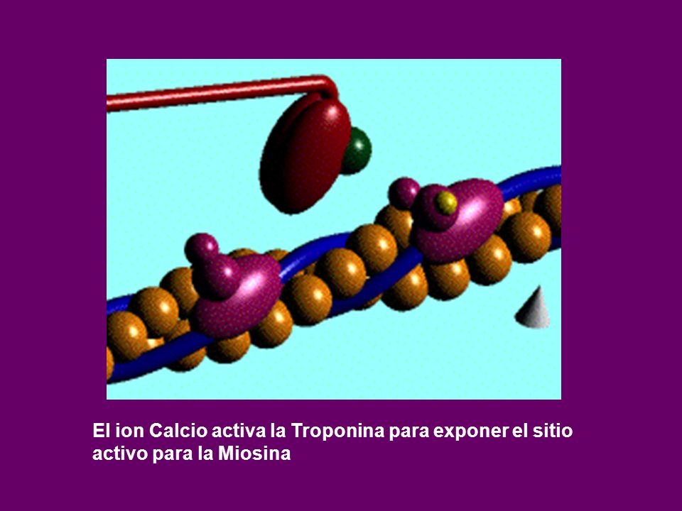 El ion Calcio activa la Troponina para exponer el sitio activo para la Miosina
