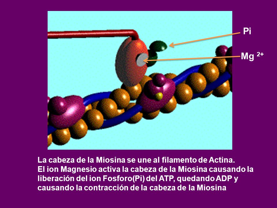 Pi Mg 2+ La cabeza de la Miosina se une al filamento de Actina.
