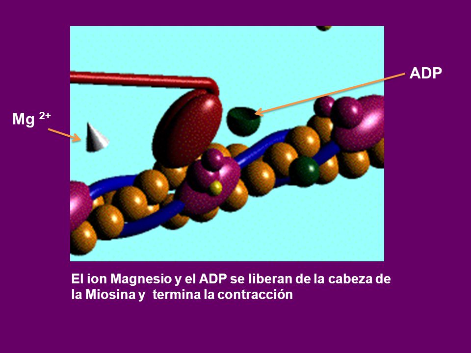 ADP Mg 2+ El ion Magnesio y el ADP se liberan de la cabeza de la Miosina y termina la contracción