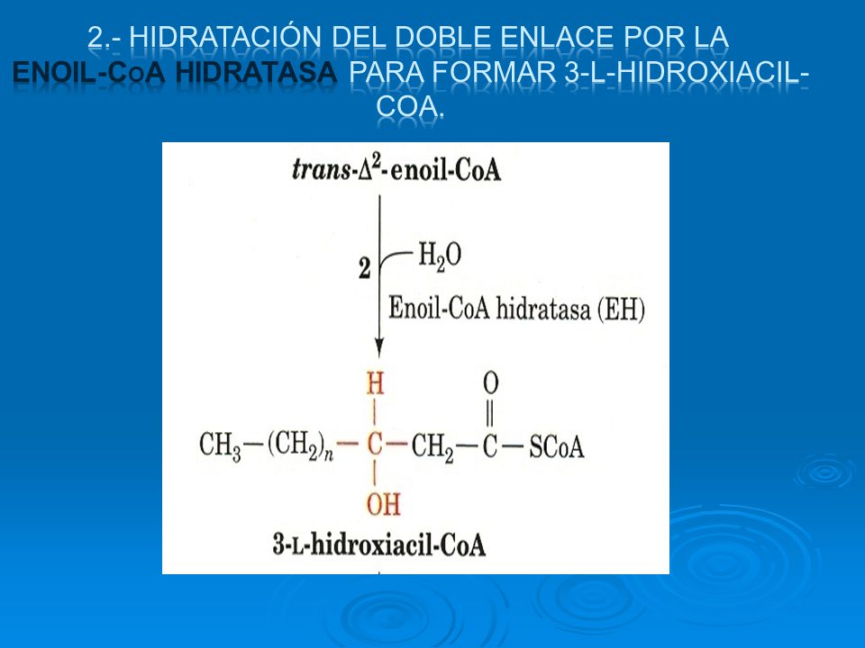 2.- Hidratación del doble enlace por la enoil-CoA hidratasa para formar 3-L-hidroxiacil-CoA.