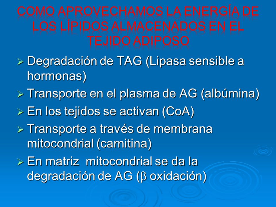 Como aprovechamos la energía de los lípidos almacenados en el tejido adiposo