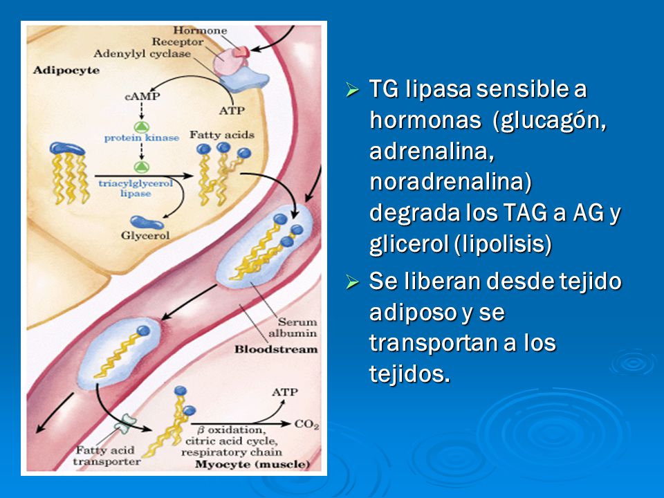 TG lipasa sensible a hormonas (glucagón, adrenalina, noradrenalina) degrada los TAG a AG y glicerol (lipolisis)