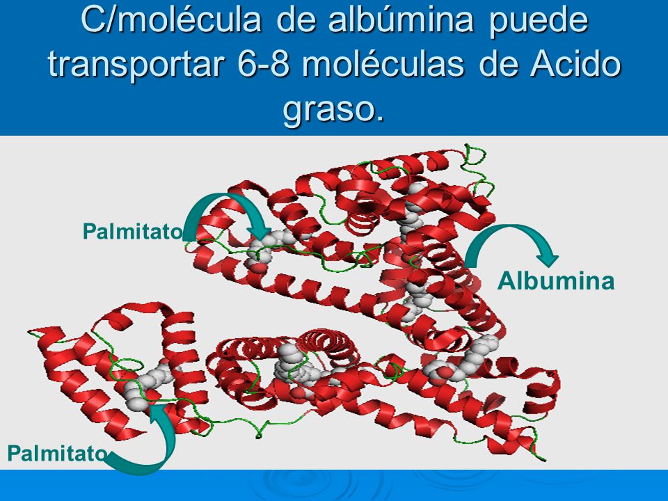C/molécula de albúmina puede transportar 6-8 moléculas de Acido graso.