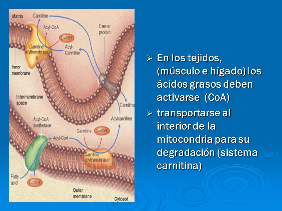 En los tejidos, (músculo e hígado) los ácidos grasos deben activarse (CoA)