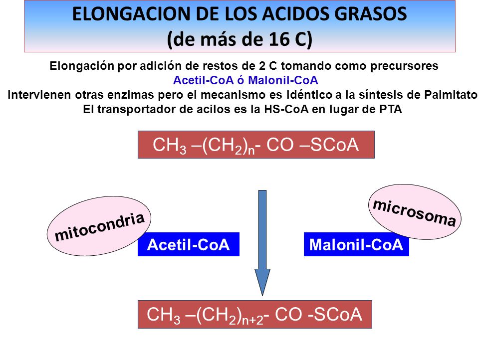 ELONGACION DE LOS ACIDOS GRASOS (de más de 16 C)