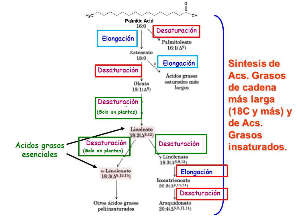 Desaturación Elongación. (Solo en plantas) Síntesis de Acs. Grasos de cadena más larga (18C y más) y de Acs. Grasos insaturados.