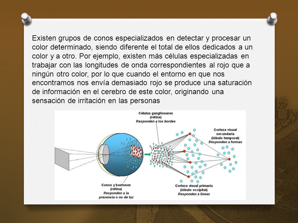 Existen grupos de conos especializados en detectar y procesar un color determinado, siendo diferente el total de ellos dedicados a un color y a otro.