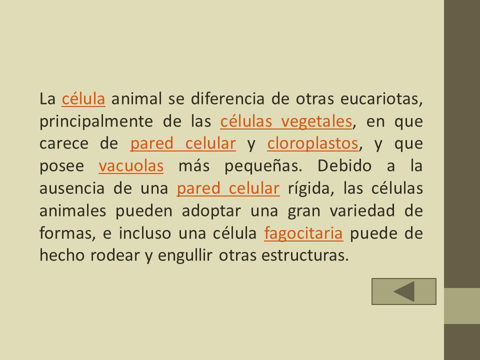 La célula animal se diferencia de otras eucariotas, principalmente de las células vegetales, en que carece de pared celular y cloroplastos, y que posee vacuolas más pequeñas.