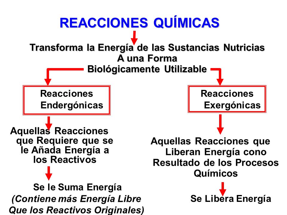 REACCIONES QUÍMICAS Transforma la Energía de las Sustancias Nutricias
