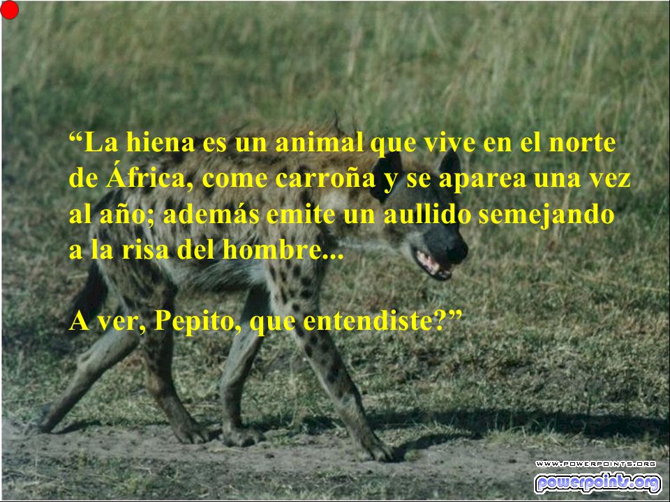 La hiena es un animal que vive en el norte de África, come carroña y se aparea una vez al año; además emite un aullido semejando a la risa del hombre...