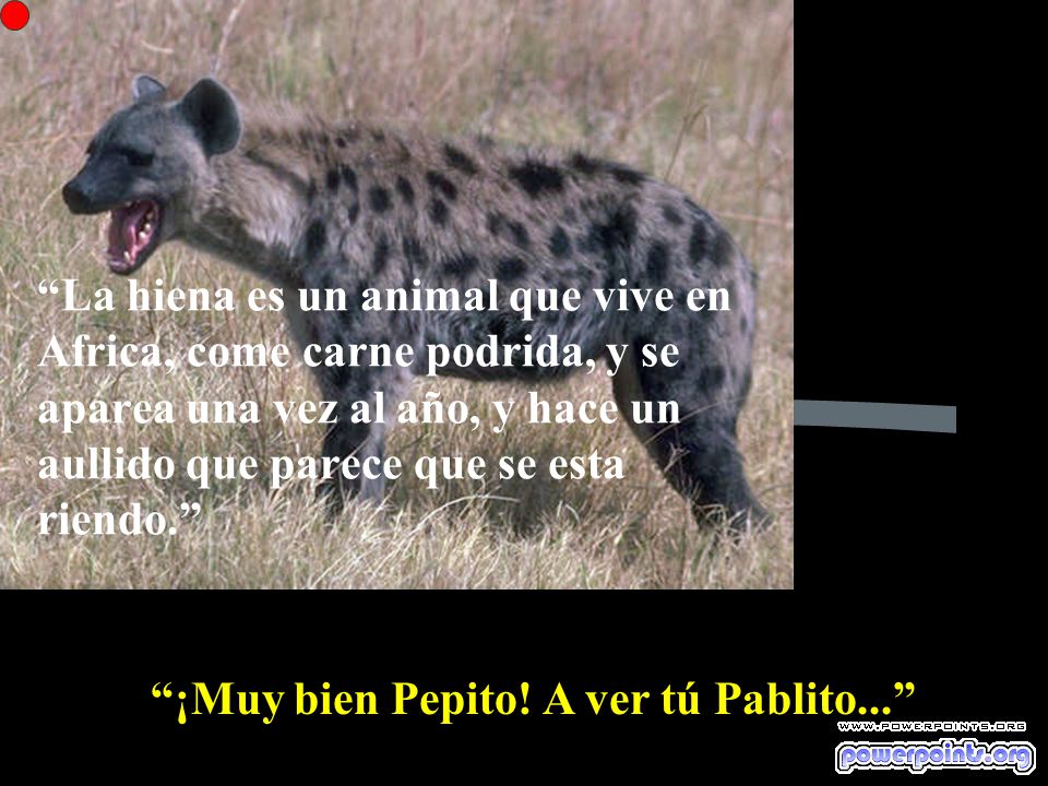 La hiena es un animal que vive en Africa, come carne podrida, y se aparea una vez al año, y hace un aullido que parece que se esta riendo.