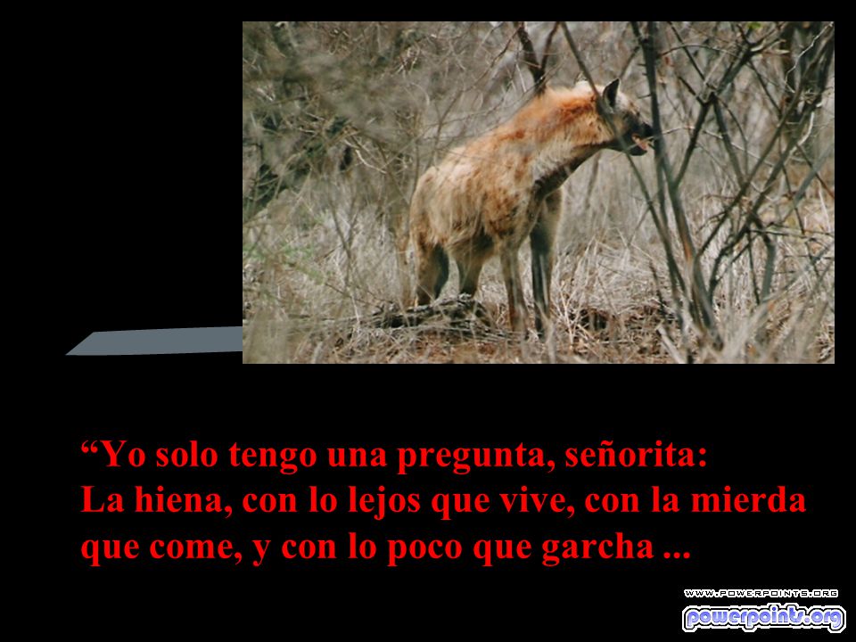 Yo solo tengo una pregunta, señorita: La hiena, con lo lejos que vive, con la mierda que come, y con lo poco que garcha ...