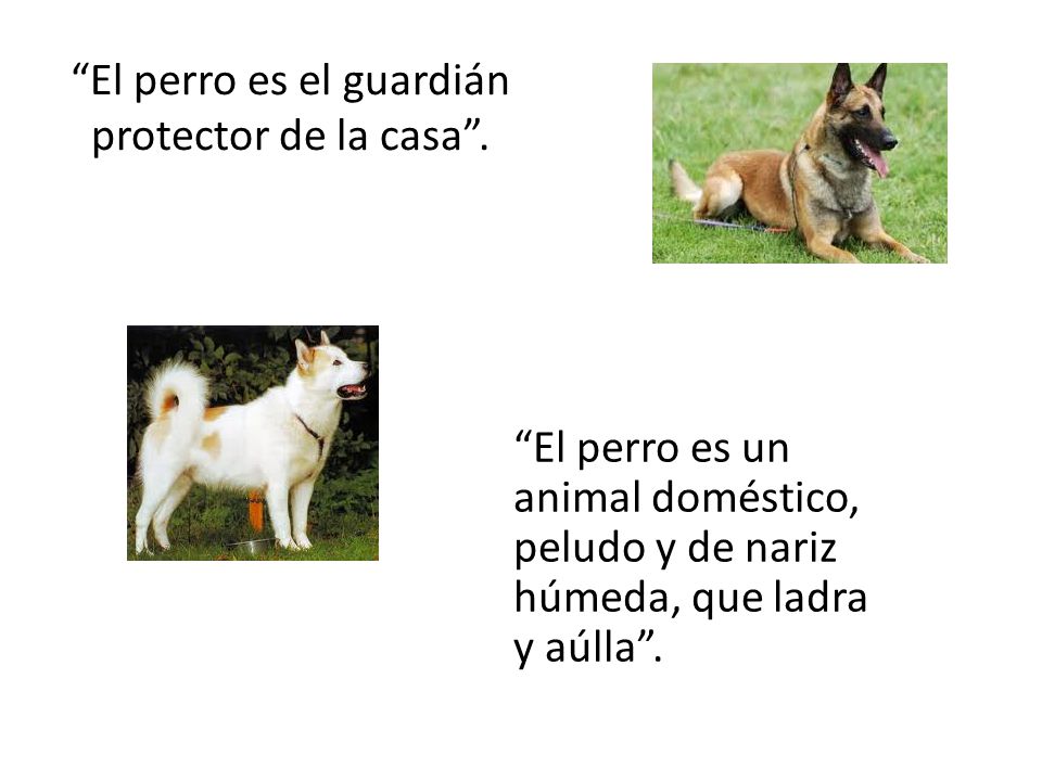 El perro es el guardián protector de la casa .